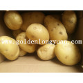 Fresh Fresh Crop Potato Yellow and Clean Skin